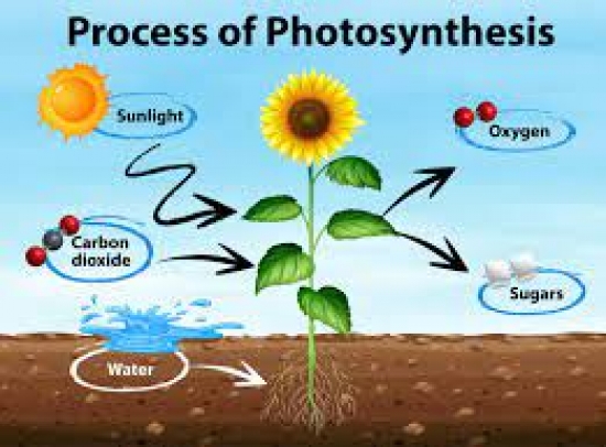 What is photosynthesis ?