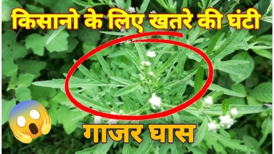 सावधान आखिर क्यों ? जरूरी है गाजर घास का नियंत्रण 